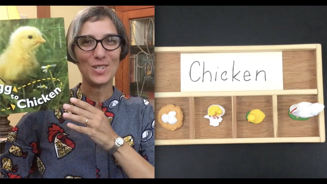Chicken | Life Cycle | Egg To Chicken | Science | Preschool | Read Aloud | Story
