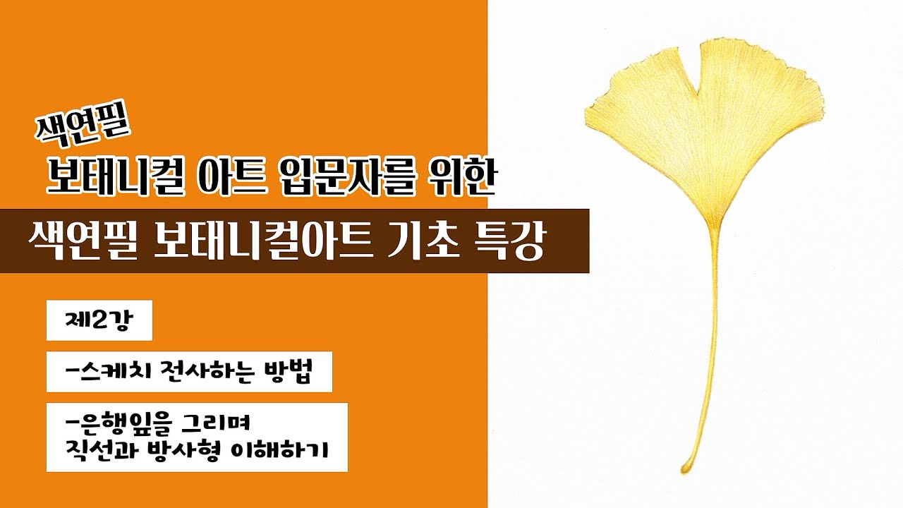 색연필 보태니컬 아트 기초 특강/제2강 스케치 전사하는 방법/은행잎을 그리며 직선과 방사형 이해하기
