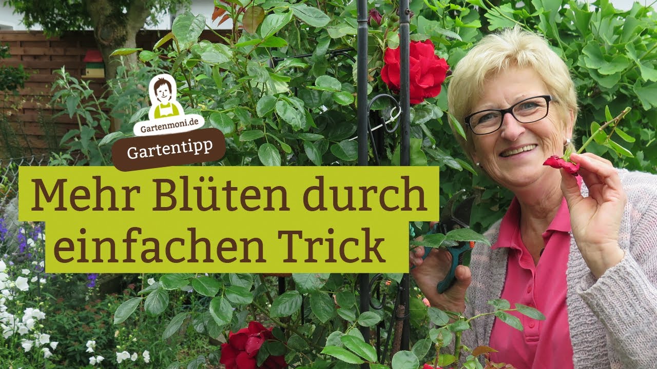 Mehr Bl&uuml;ten durch einfachen Trick: Verbl&uuml;htes rechtzeitig abschneiden, Blumen zum Bl&uuml;hen anregen