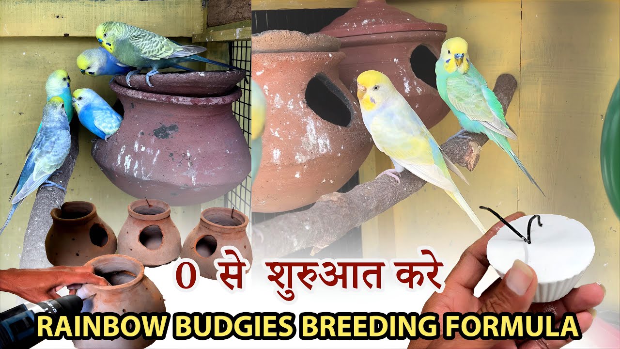 Rainbow Budgies Breeding Formula |  How To Produce Rainbow Budgies / Raj Exotic Birds / Part -1