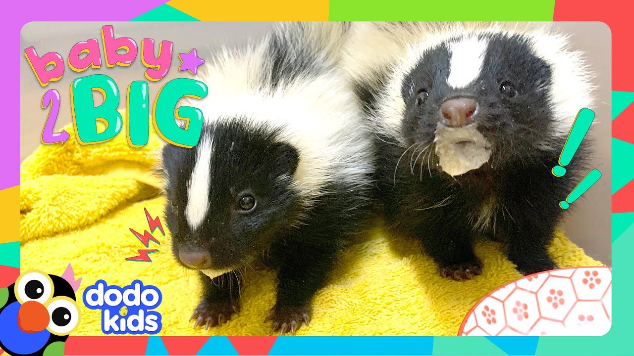 Tiny Skunk Makes A Stink And Bosses Around Her Family! But Why? | Dodo Kids | Baby 2 Big