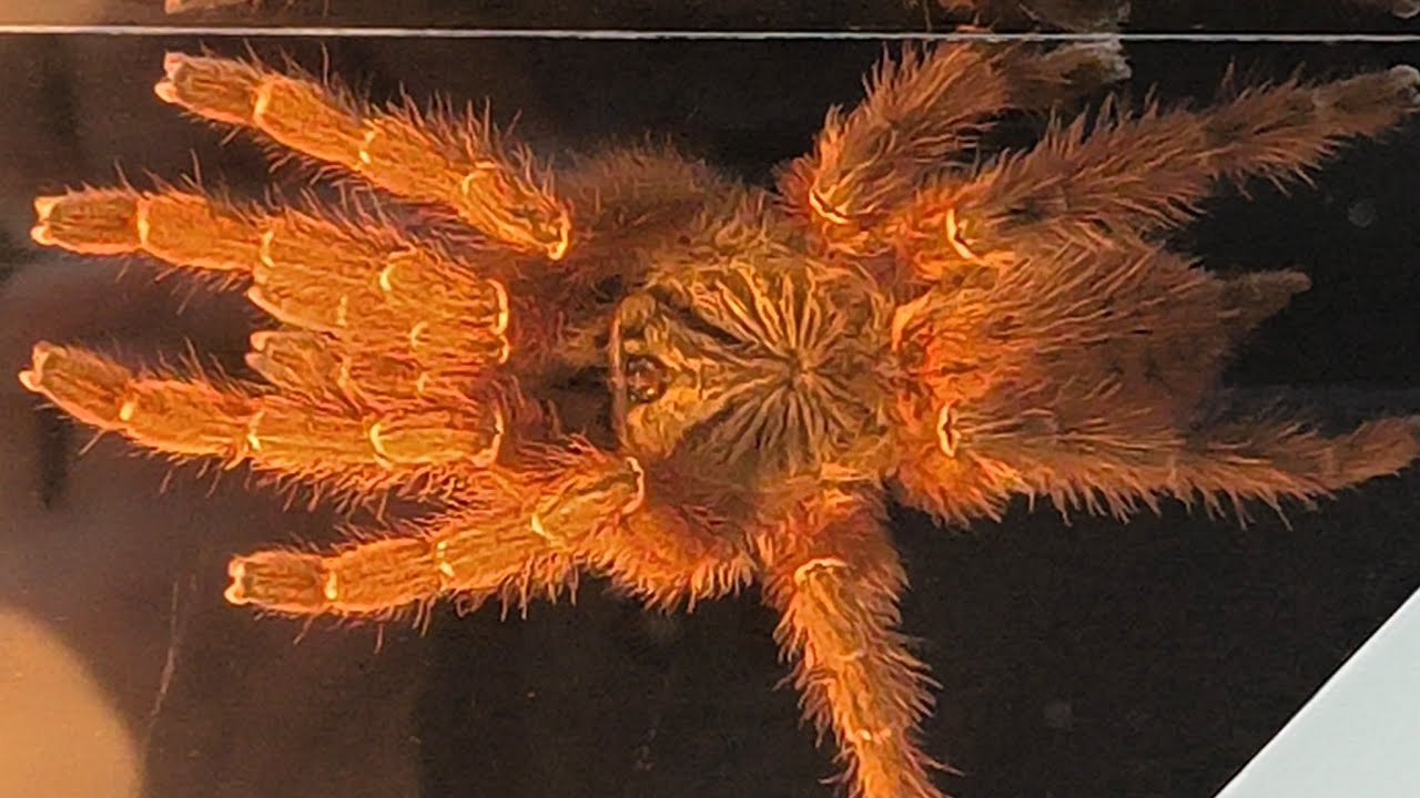 Wystawa Pająków 14 lutego 2026! | *Czarna Wdowa