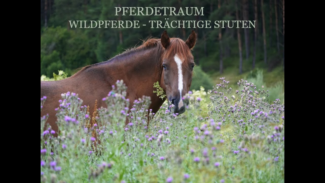 Wildpferde - Tr&auml;chtige Stuten F&uuml;tterung