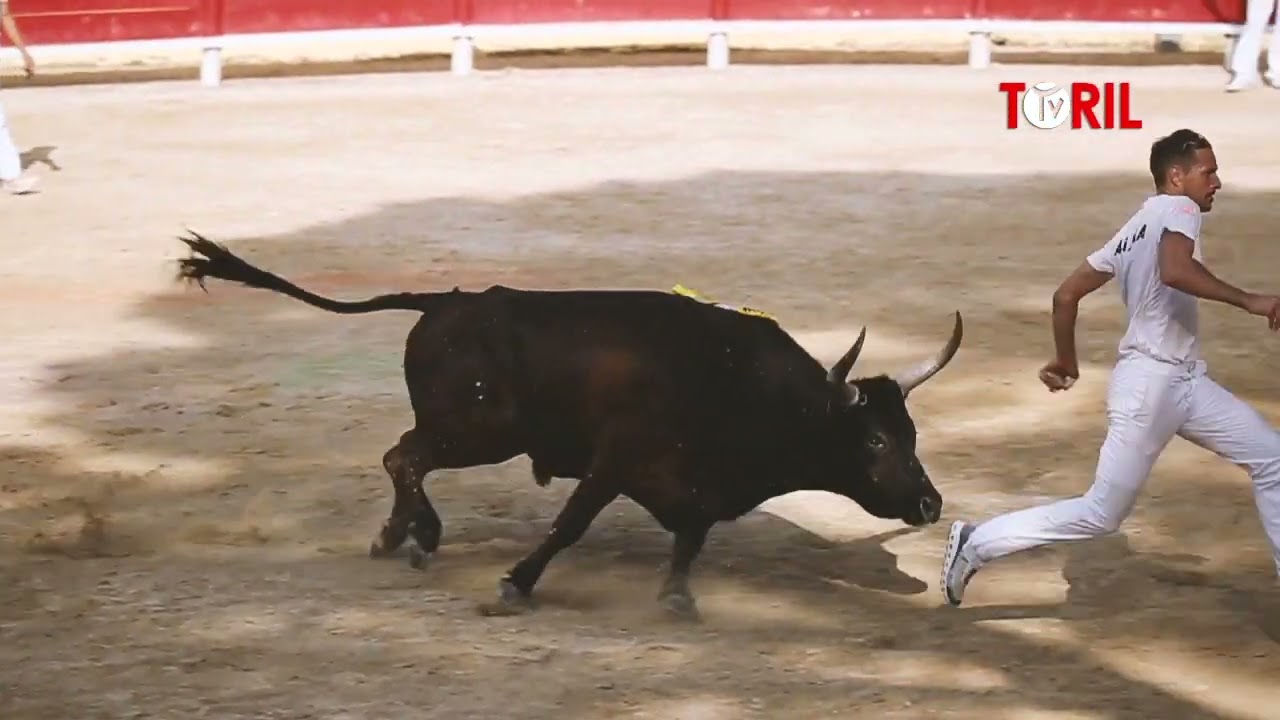 Dans mon objectif, La Course Camarguaise - SAINT GEORGES D'ORQUES 2022