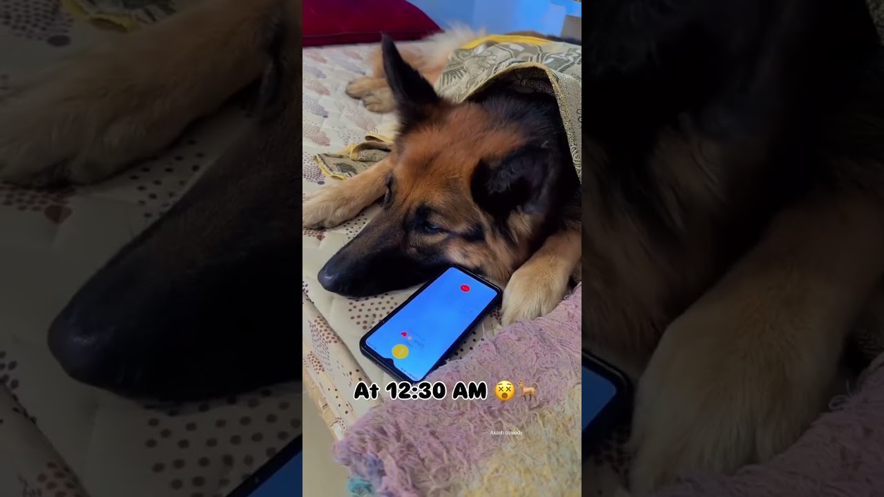#funnydog #dogdancing #trendingshortsvideo #funnyshortsvideo #dogmobile #dogfunnyvideo #dogsingsong