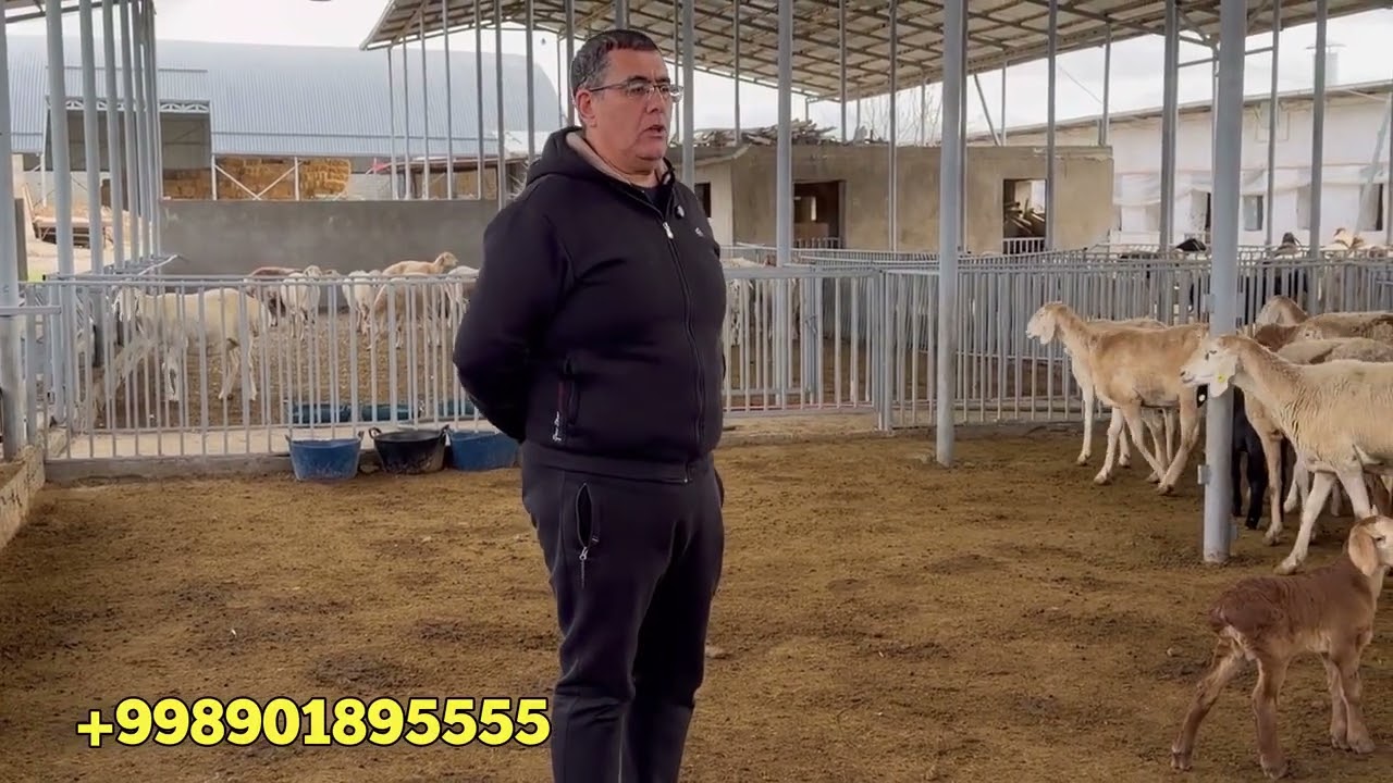 Бизнинг курамиздан томоша 