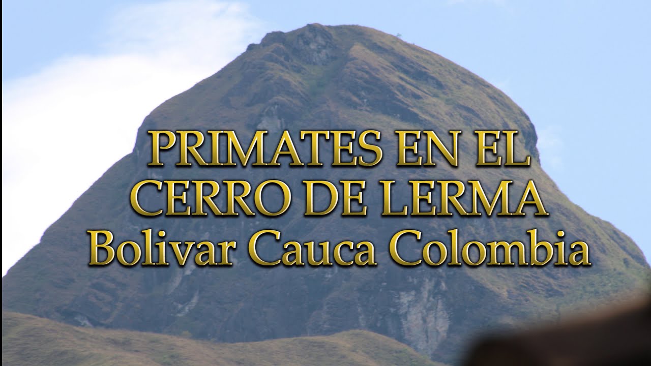 PRIMATES EN LERMA BOLIVAR CAUCA COLOMBIA