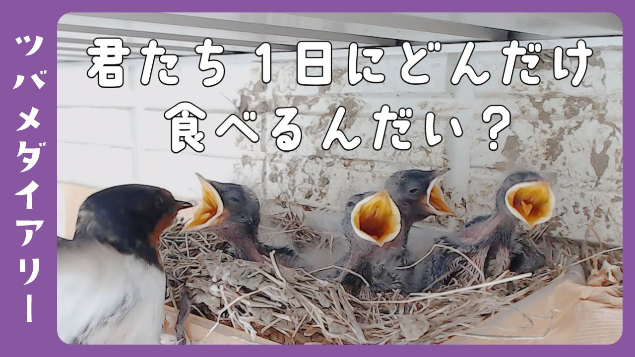 【ツバメの巣DAY37】給餌回数を数えてみました