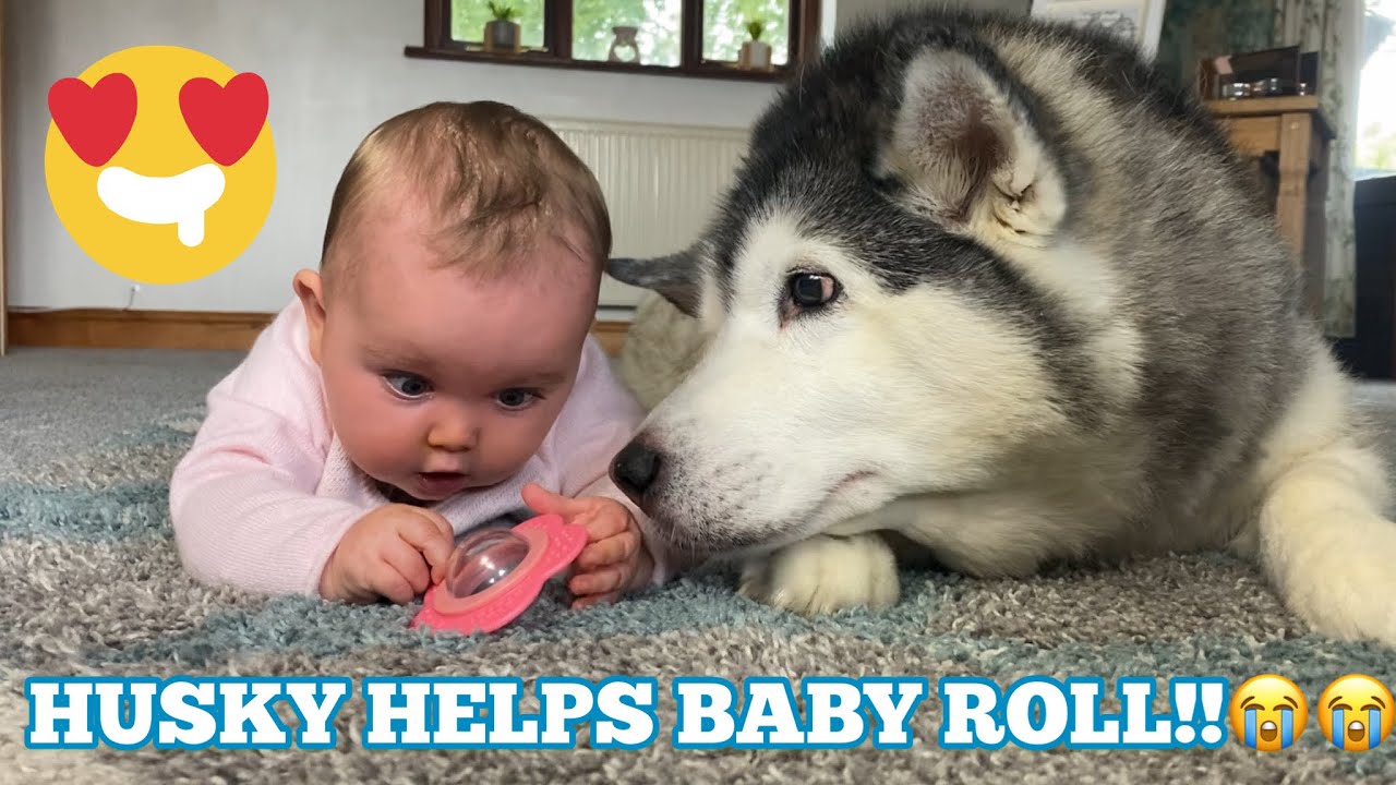 Husky Helps Baby Roll Over For The First Time!! 😭. [CUTEST VIDEO EVER!!]