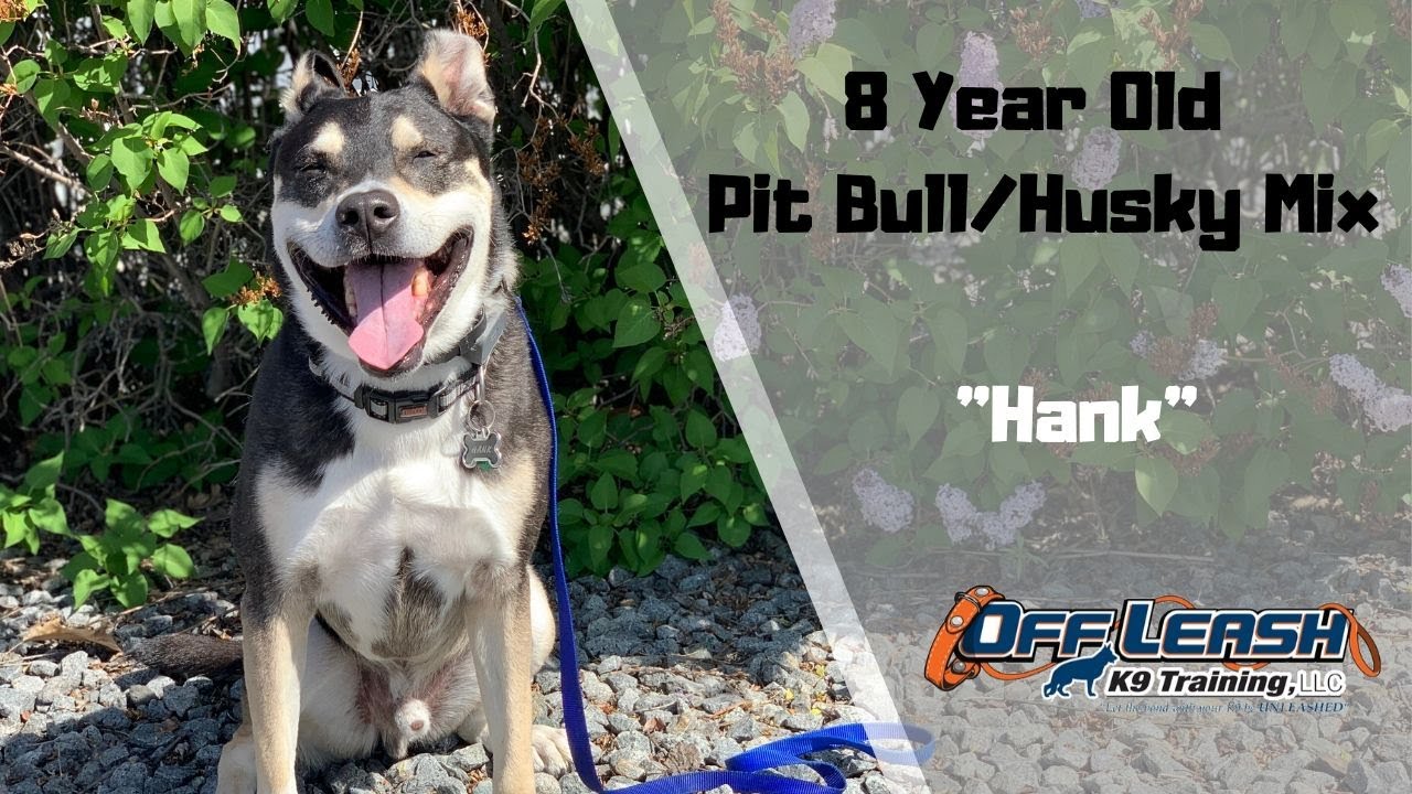 PIT BULL/HUSKY/DOG TRAINING
