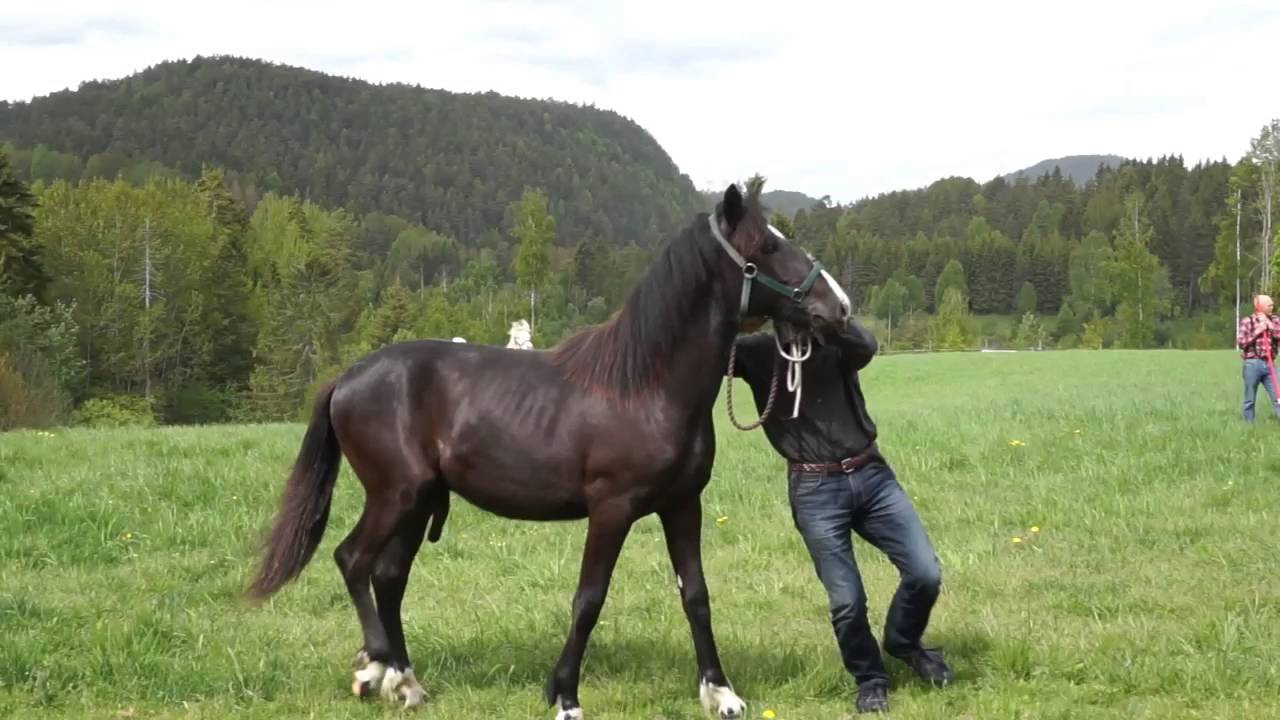 Hingsteslipp Aasvind / Stallion meets other stallions for the first time