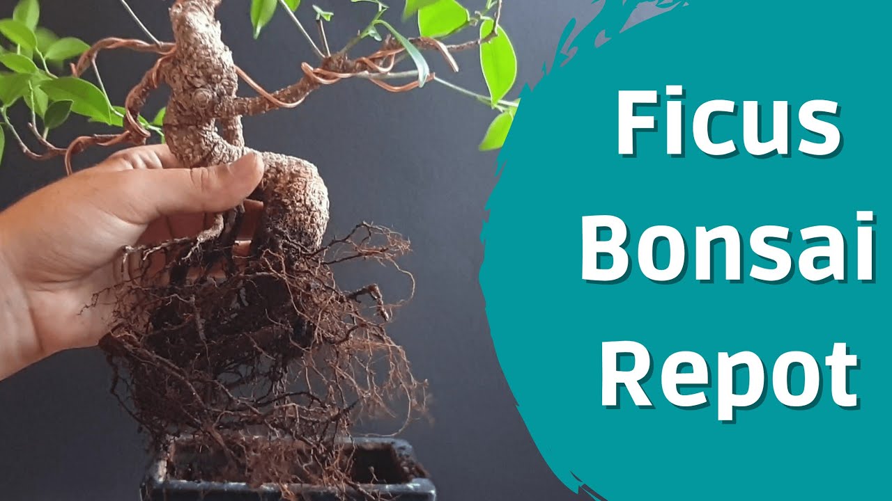 How To Repot A Ficus Bonsai