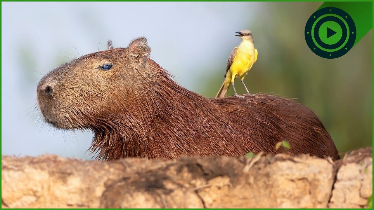 World’s Largest Rodent: The Life Of The 60kg Capybara