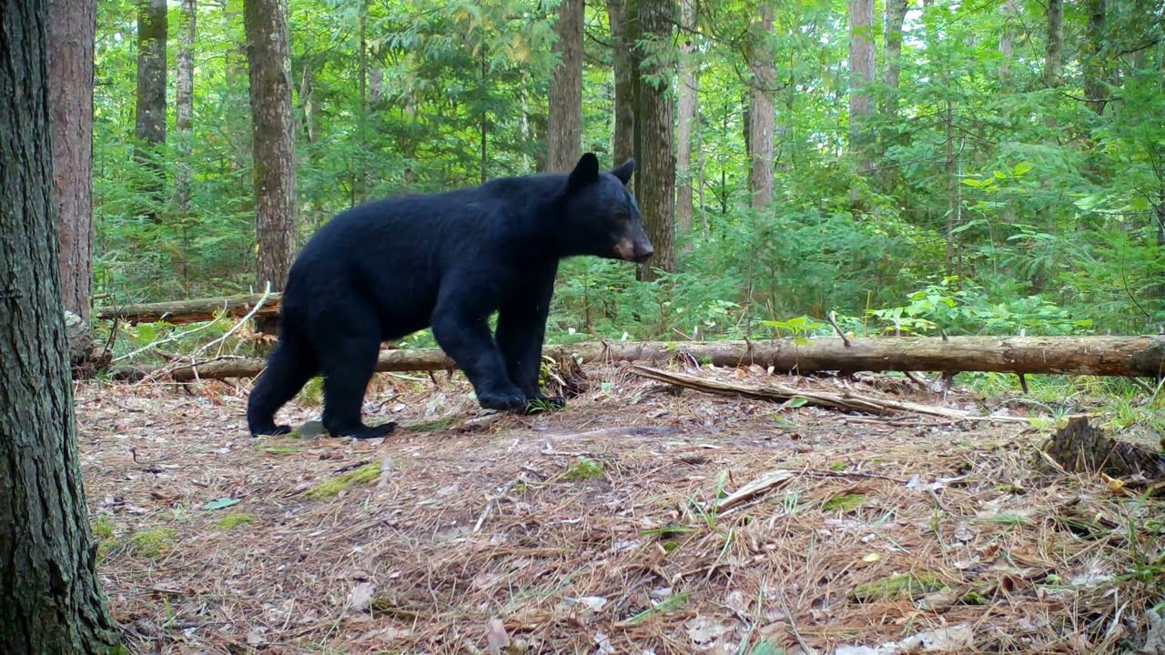Mitten Trail Cams Ep. 6: A Trail Through the Forest.
