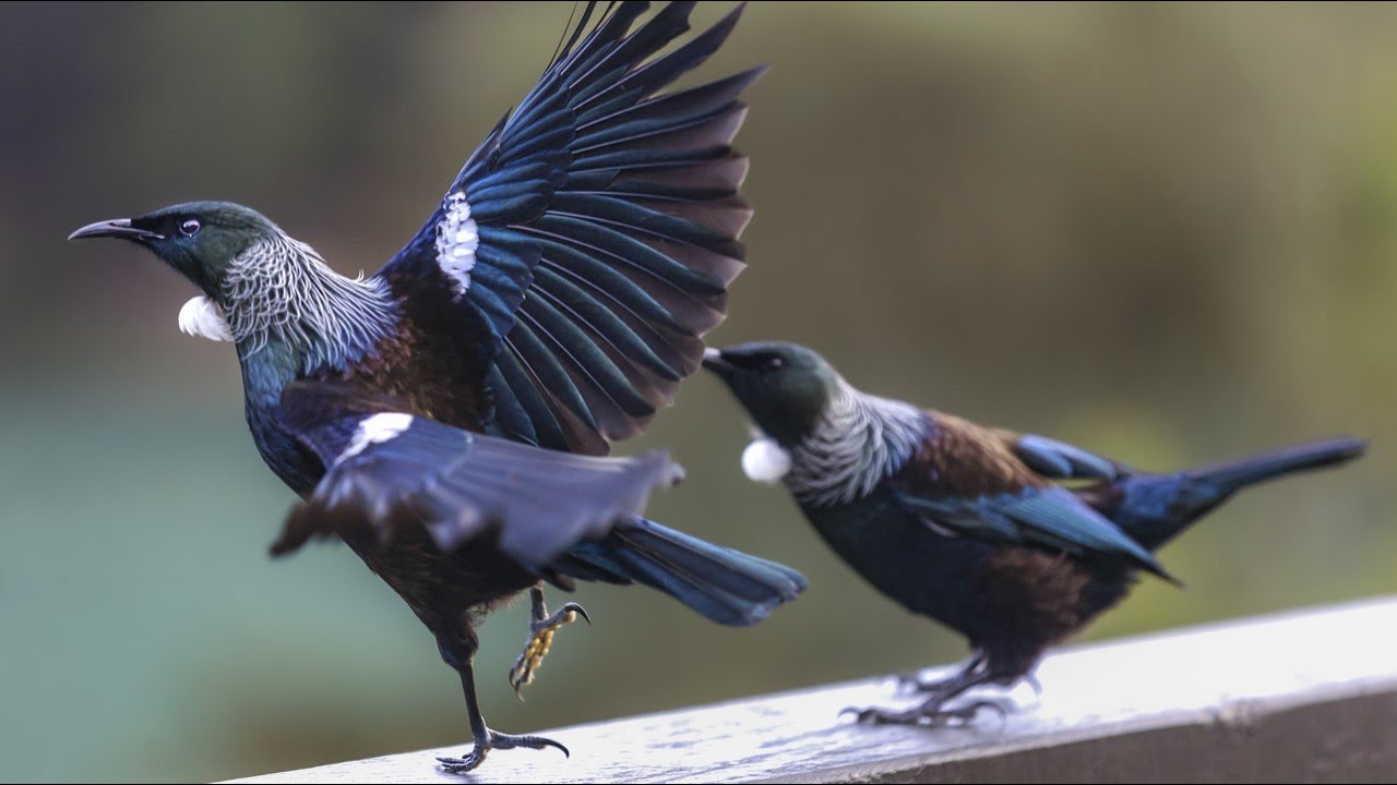 Tui bird and Waxeye Feeding Frenzy !