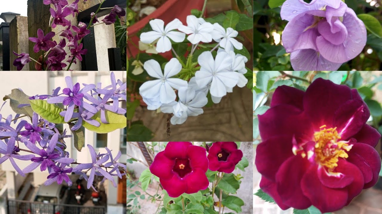 PURPLE/LAVENDER/VIOLET/BLUE  FLOWERS OF MY GARDEN