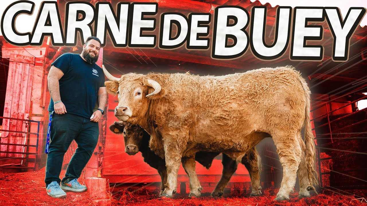 ¿Cómo deberían ser las Granjas en ESPAÑA? 🔥🔥  No Todas las Granjas son Iguales. Carne de Buey