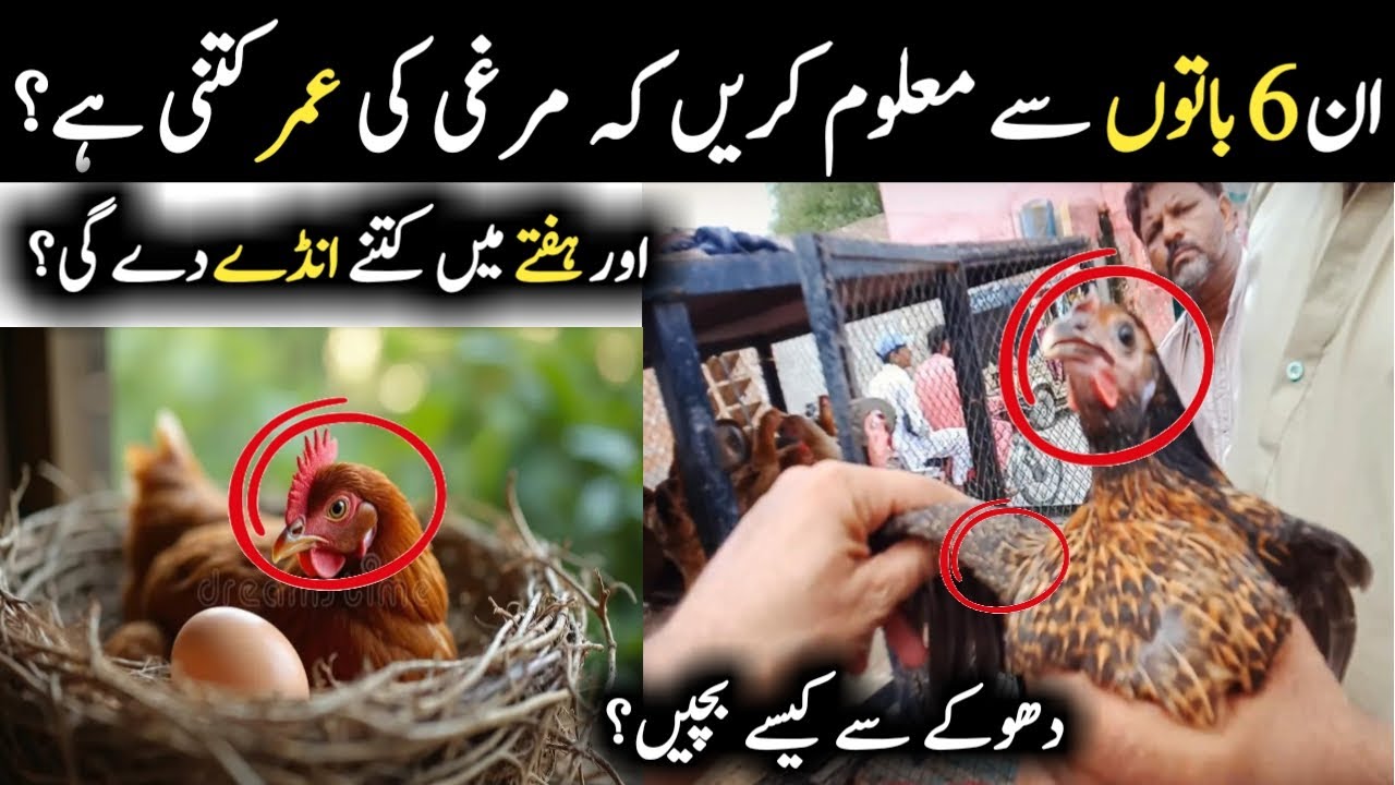 Best Tips to Check Hen Age and Egg Production Before Purchase || Andy wali murghi ki pahchan