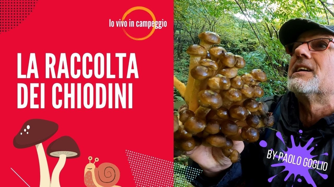 ➽ Cercare (e trovare) 💥 Funghi Chiodini