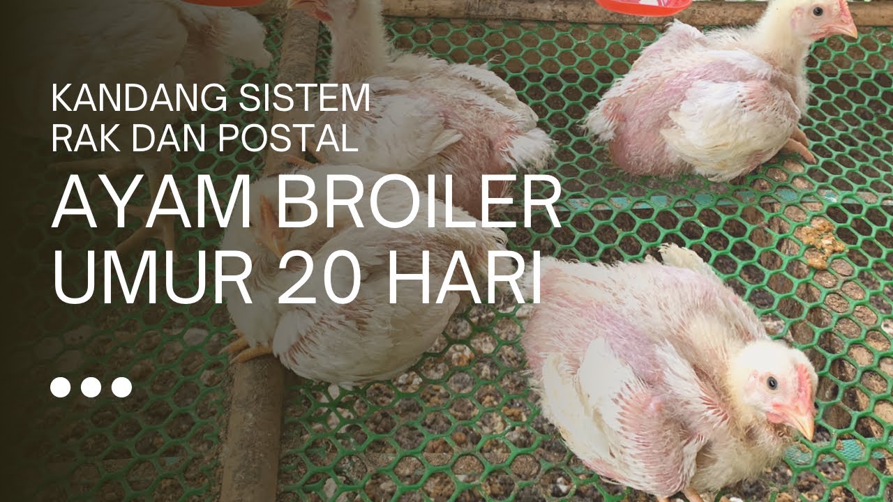 KANDANG RAK DAN POSTAL AYAM BROILER UMUR 20 HARI
