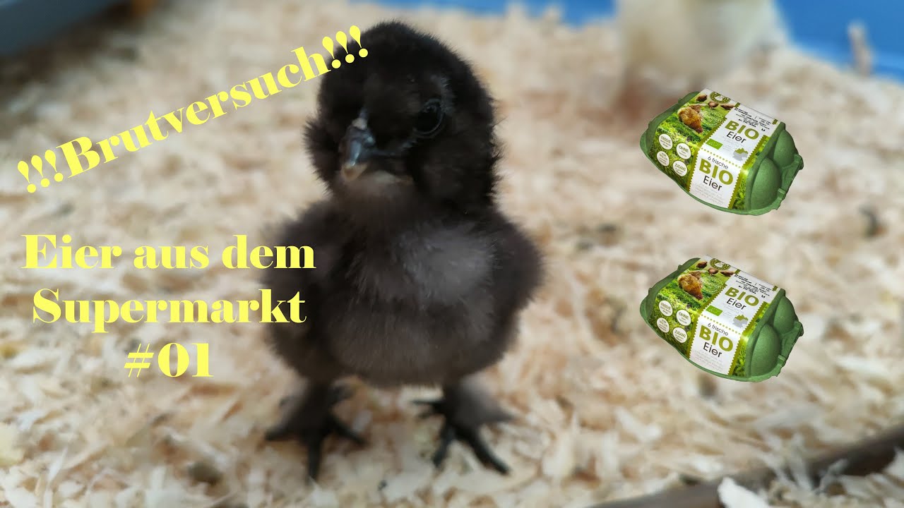 Brutversuch#01 !!!Bio Eier aus dem Supermarkt!!!