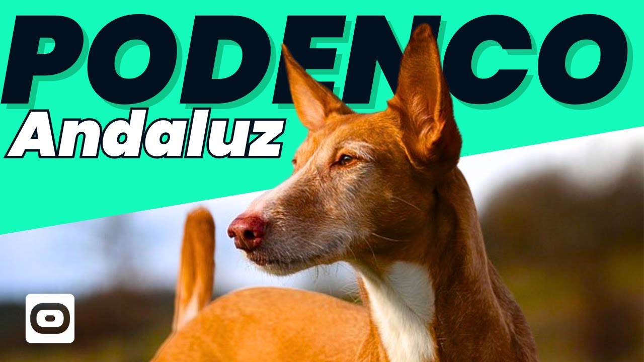 caza con podencos