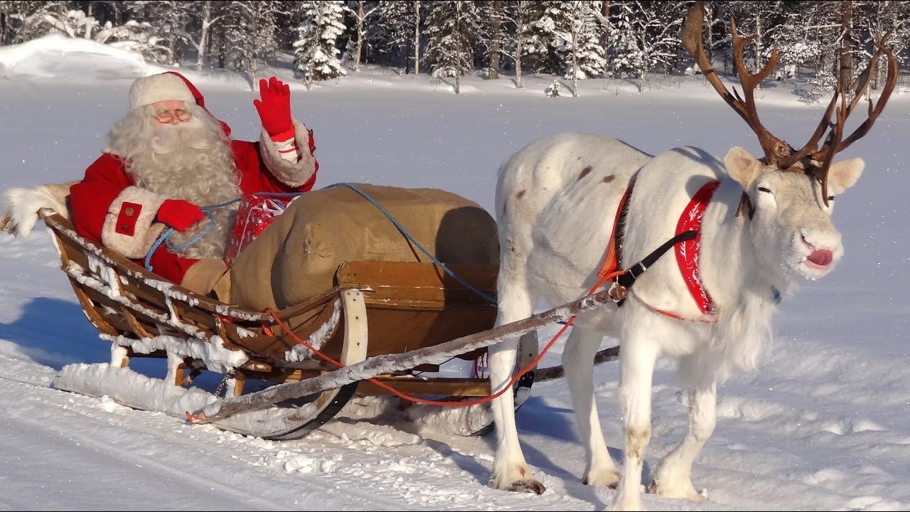 Животные Санта-Клауса в Лапландии 🥰🎅🦌🐕 встречайте оленей и собак хаски в Финляндии