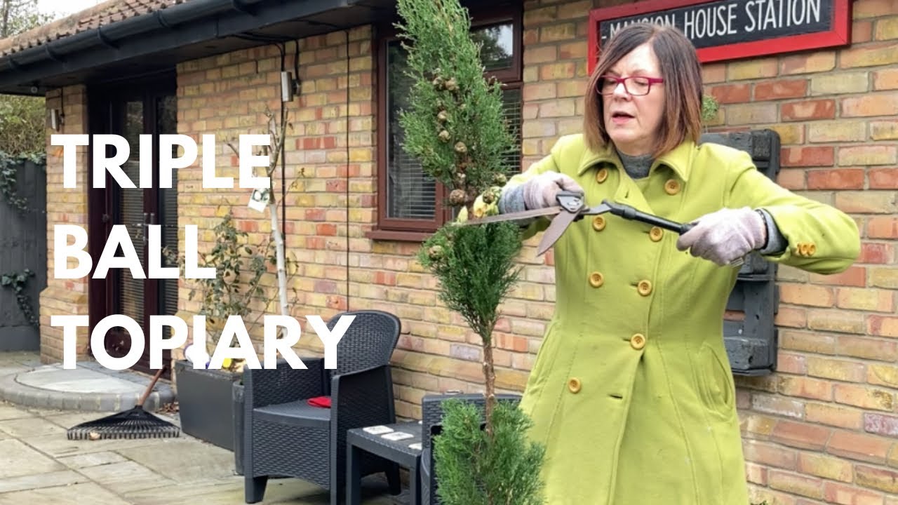 Creating A Triple Ball Cypress Topiary 🌳