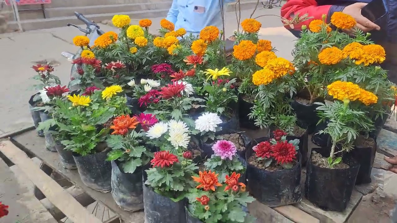 Flowers Garden | Rose Flowers Garden | फूल का बगीचा | Merigold Flowers | 