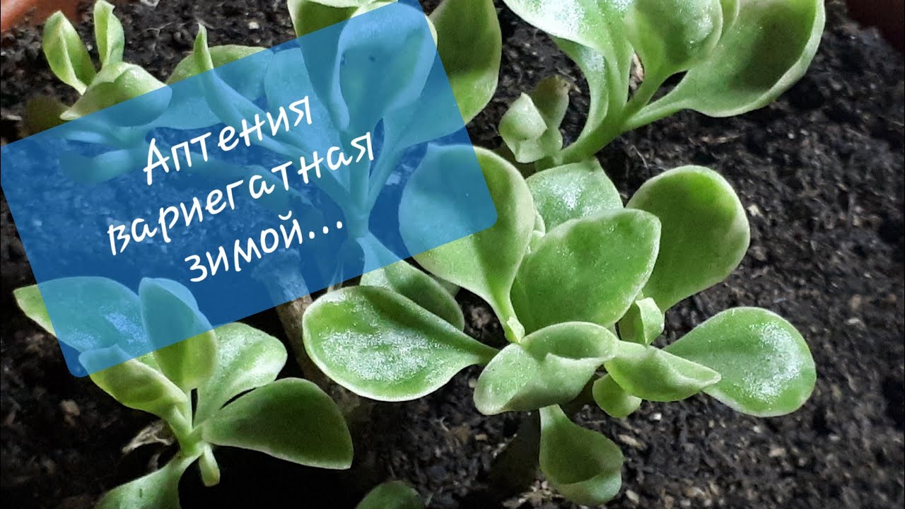 О Каллизии розовой и Аптении вариегатной...