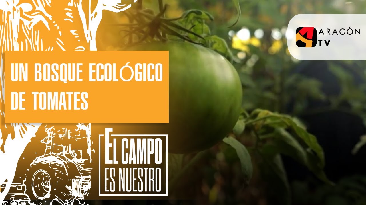 Un bosque ecológico de tomates en Cogullada. Juan Refojo
