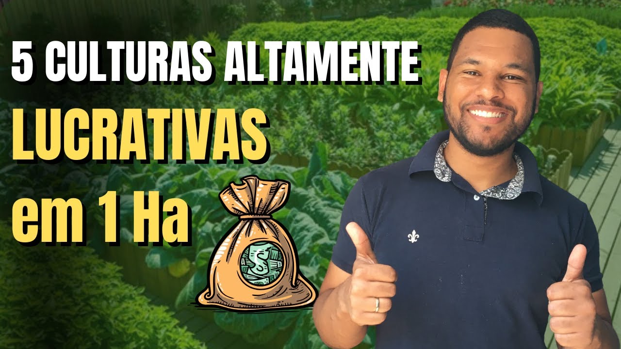 Como Lucrar com 1 Hectare: 5 Culturas Rentáveis para Pequenos Produtores