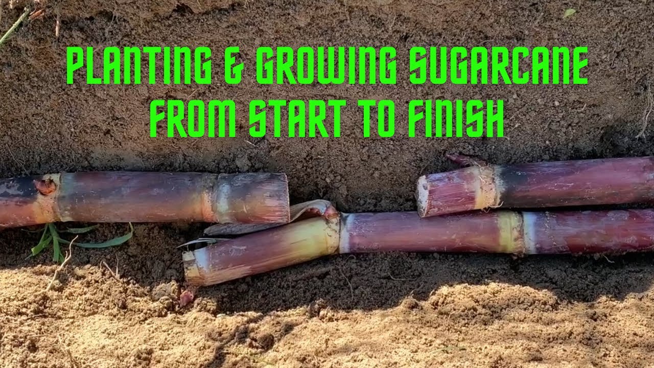 Planting and Harvesting Sugarcane! Full Process from Start to Finish!