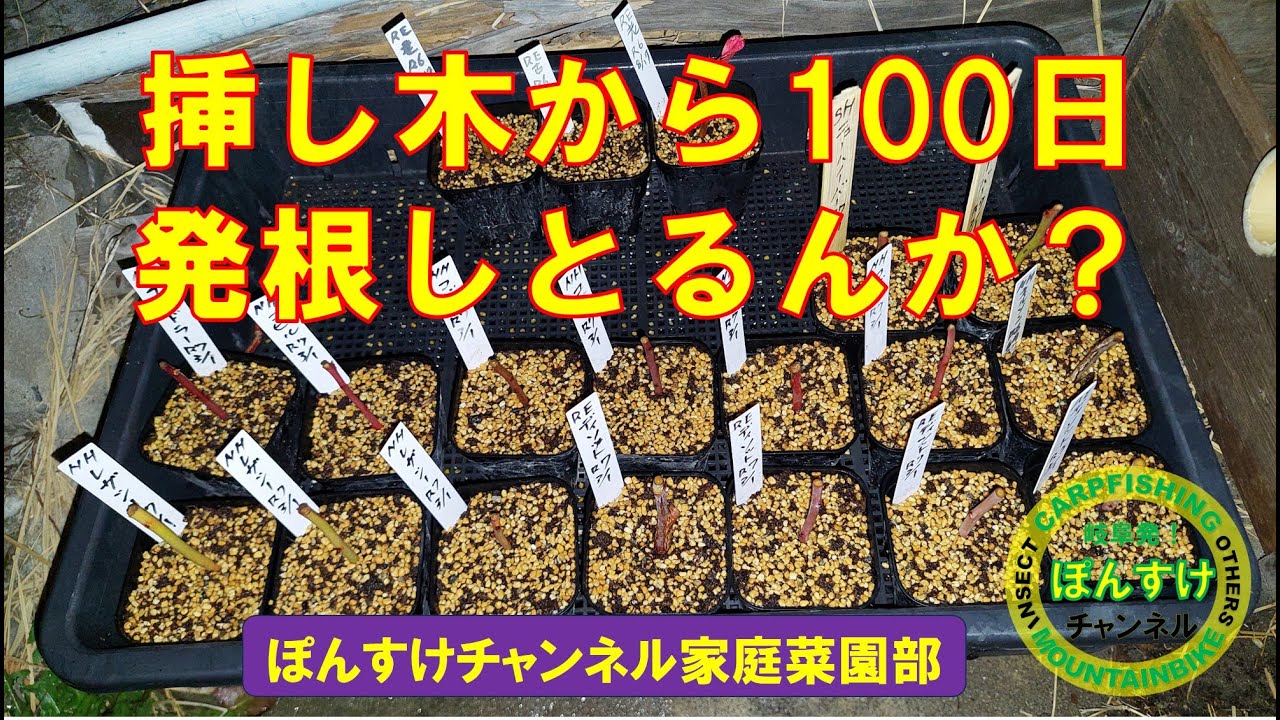 挿し木から100日経ったブルーベリーの様子と鉢上げ