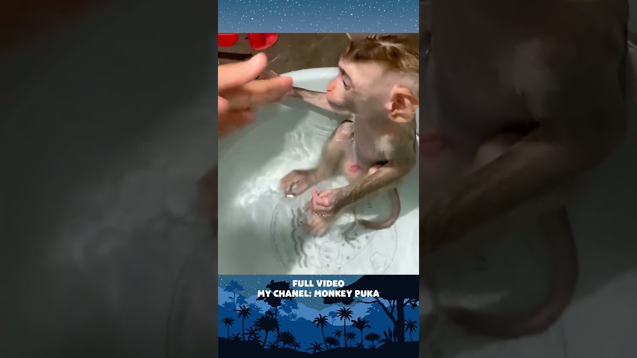 Monkey Puka has pooped, he looks for Mom to change his diaper, P7 