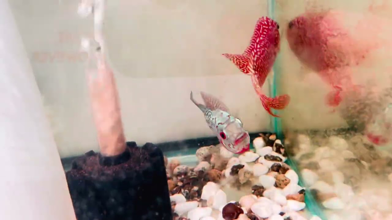 フラワーホーン　カムファF2  。濃赤発色。全身デカいパール。デカいテール。闘争心も強でコブ発達。サイズ±6センチ