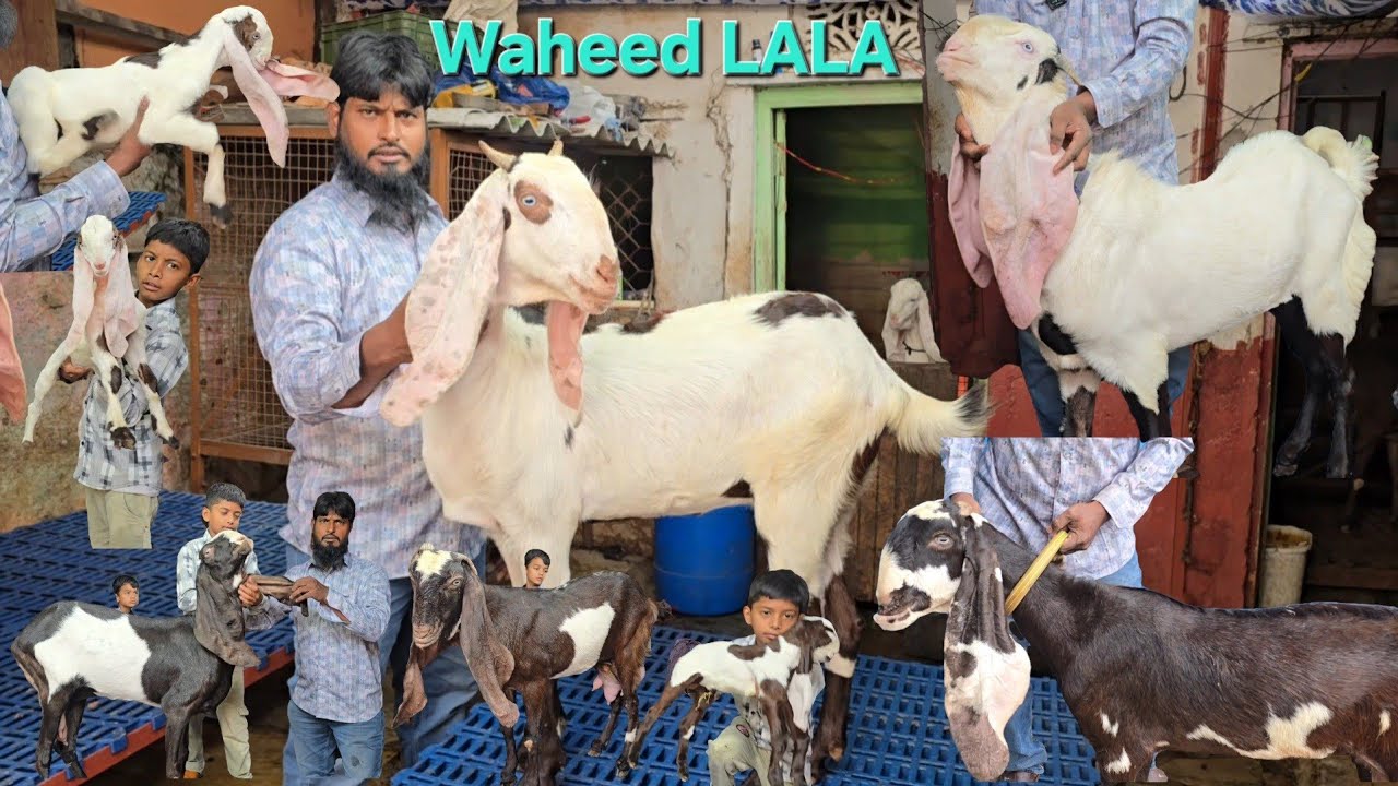 Hyderabadi Breedline Goats top Quality Collection Available in Hyderabad Waheed Bhai ke Pass 