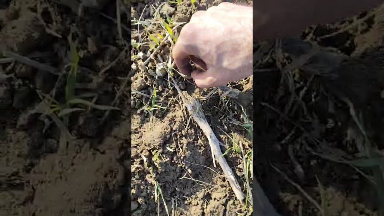 Перший огляд пшениці після зими