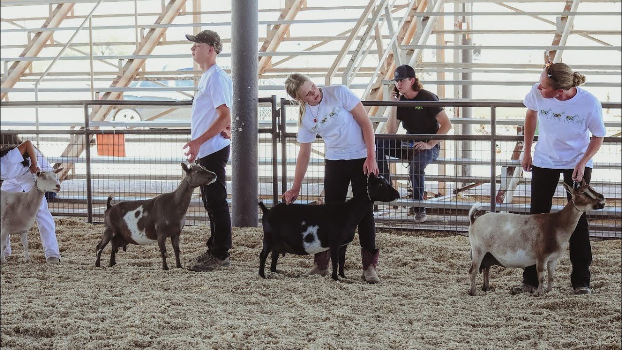 Day 2 - 2021 Pinal County Arizona Memorial Day Goat Show