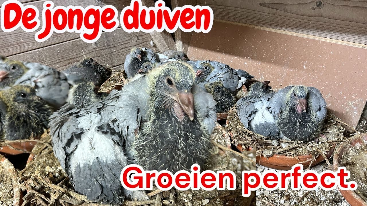 De jonge duiven groeien Perfect! | Kweekseizoen | Postduiven | 🕊️