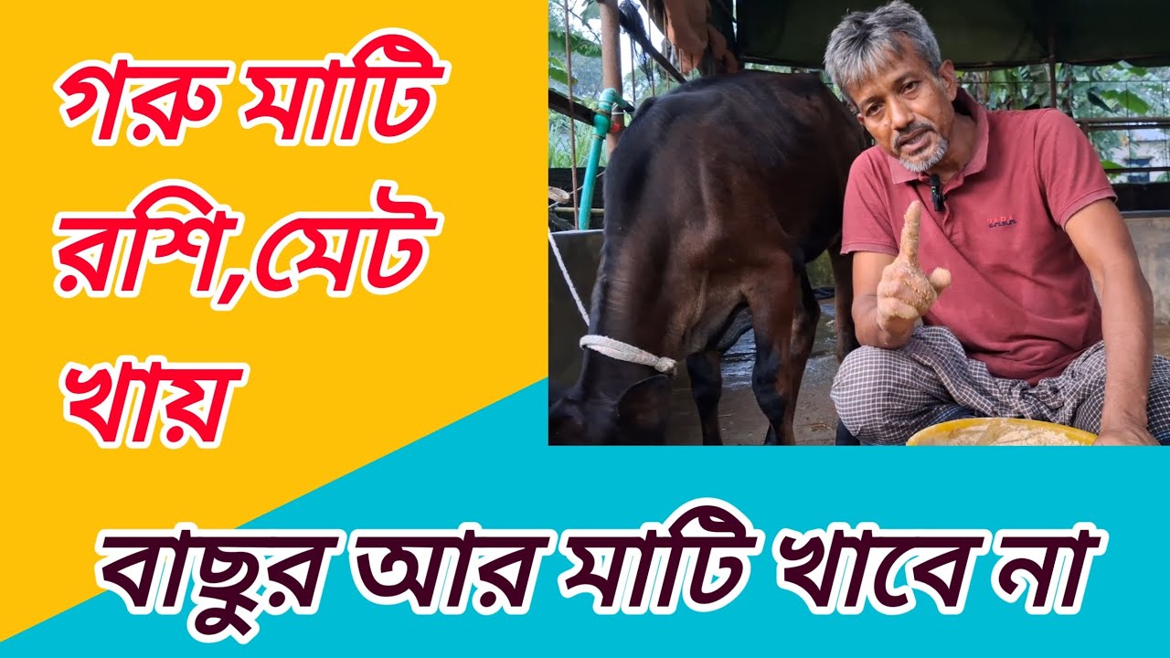 বড় গরু বা ছোট বাছুর কেন মাটি রশি মেট খায়?  তার কারণ ও সঠিক সমাধান । 