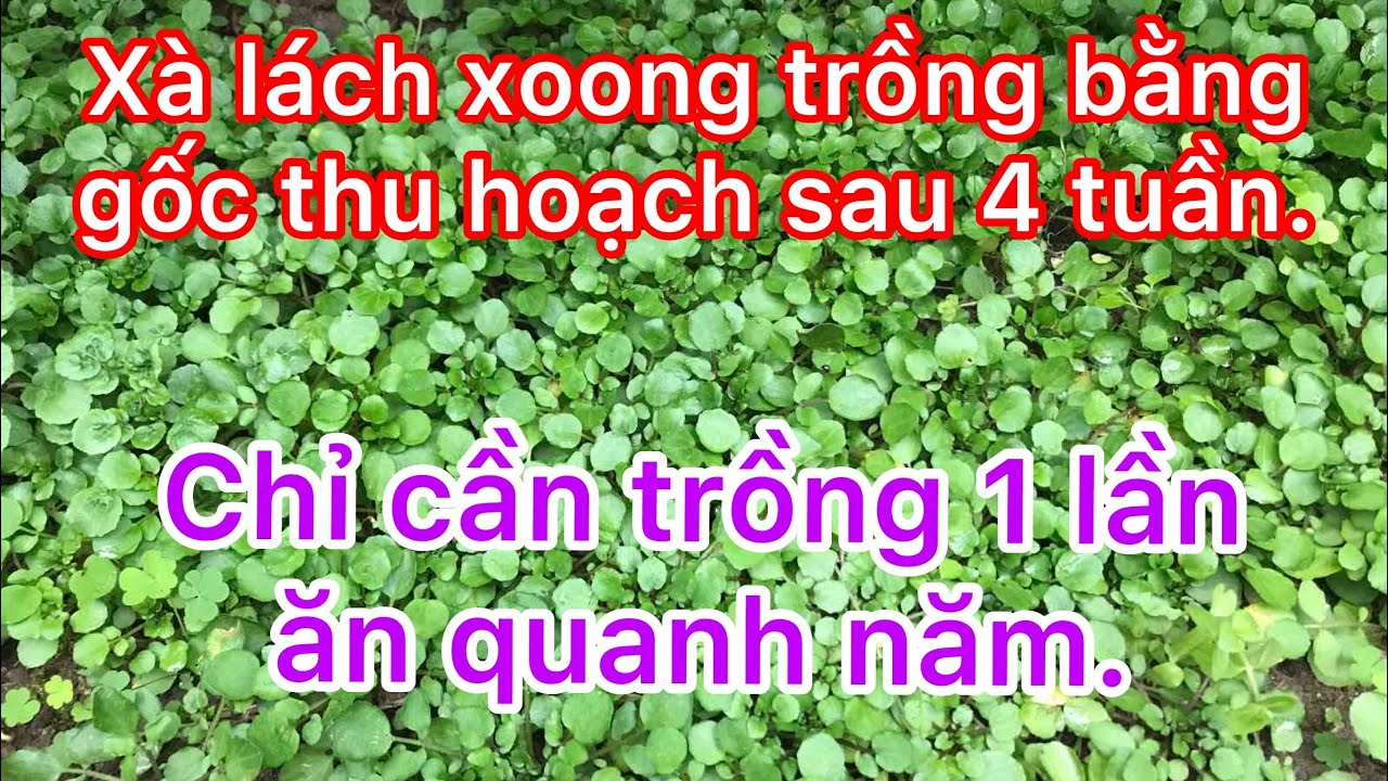 Cách trồng xà lách xoong bằng gốc trong chậu và ngoài đất lên xanh mướt thấy mê