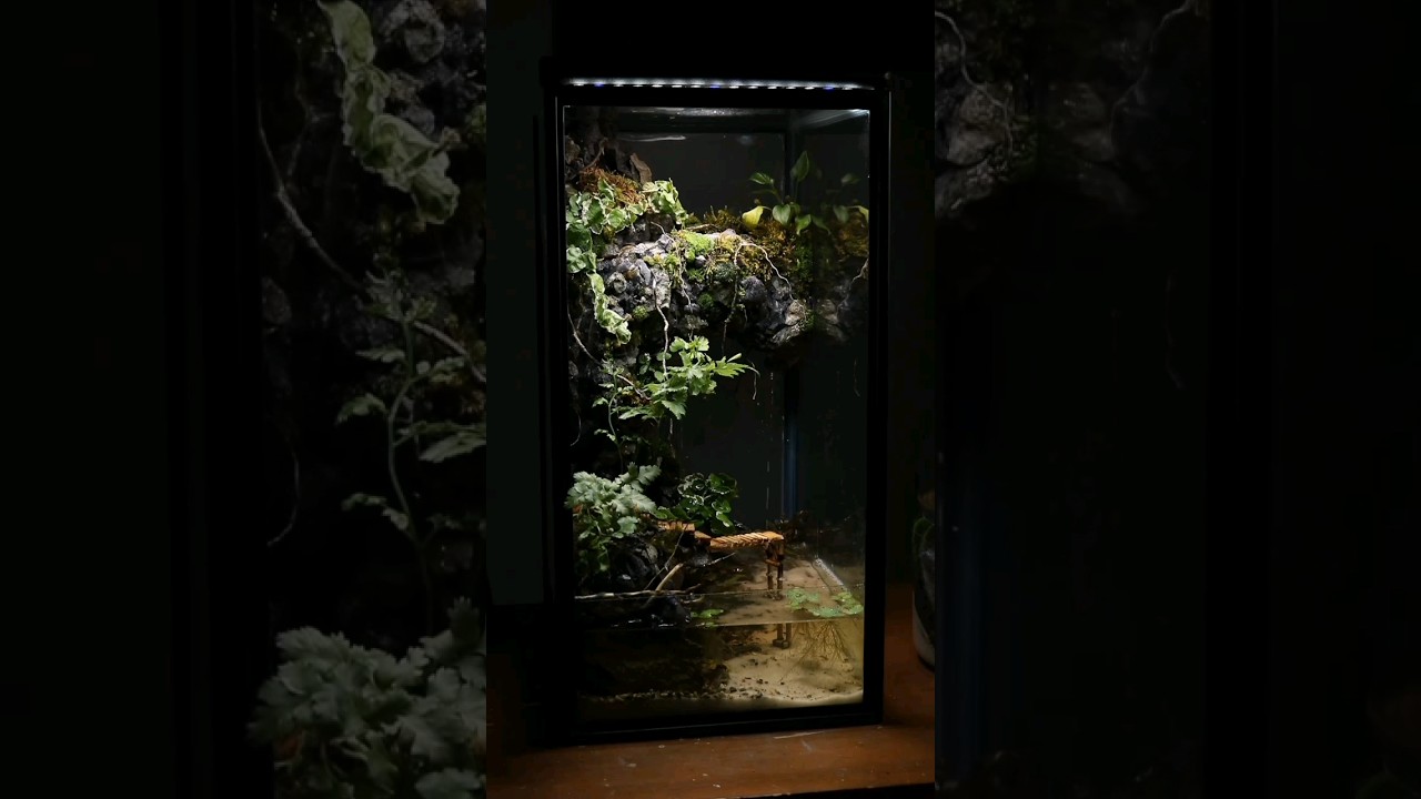 Rainforest River Paludarium 🏞️