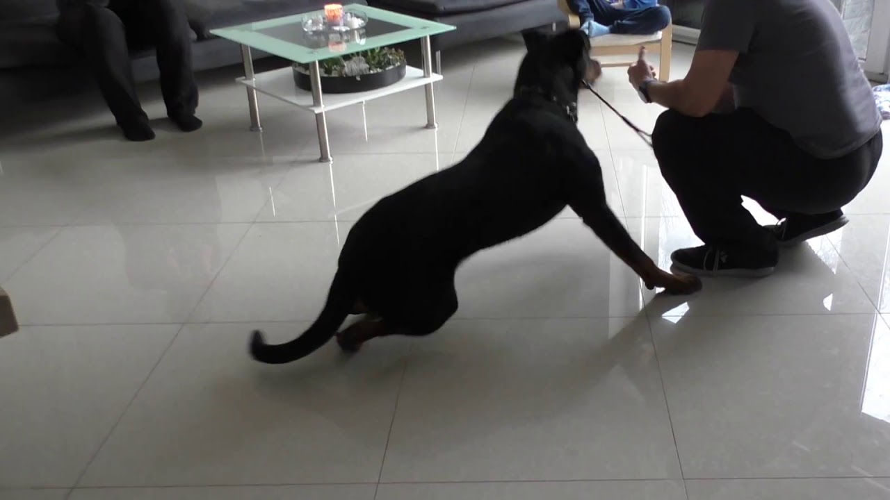 Rotvajler Ben 1 - (nejistý pes se sklonem řešit situace po svém)