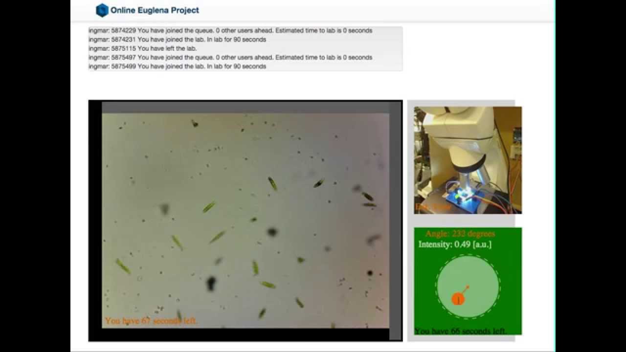 Euglena online lab