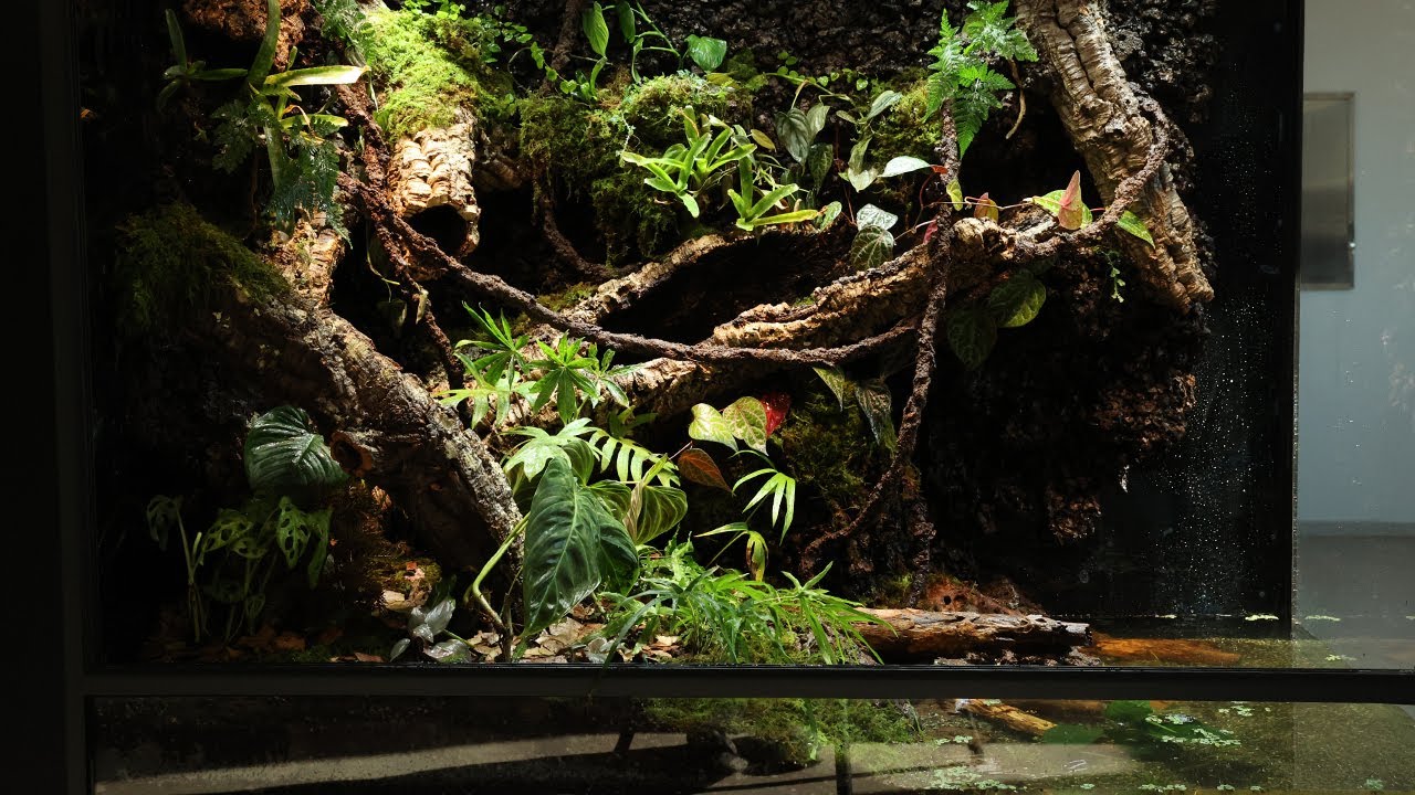Create 3 Grand Jungle Paludariums | 3개의 대정글 팔루다리움 만들기