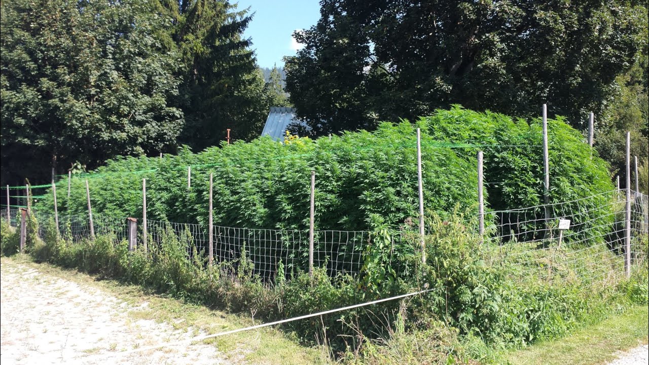 CBD OUTDOORGROW in &Ouml;sterreich @NaturgartenEuring-Bachwinkl #cbd