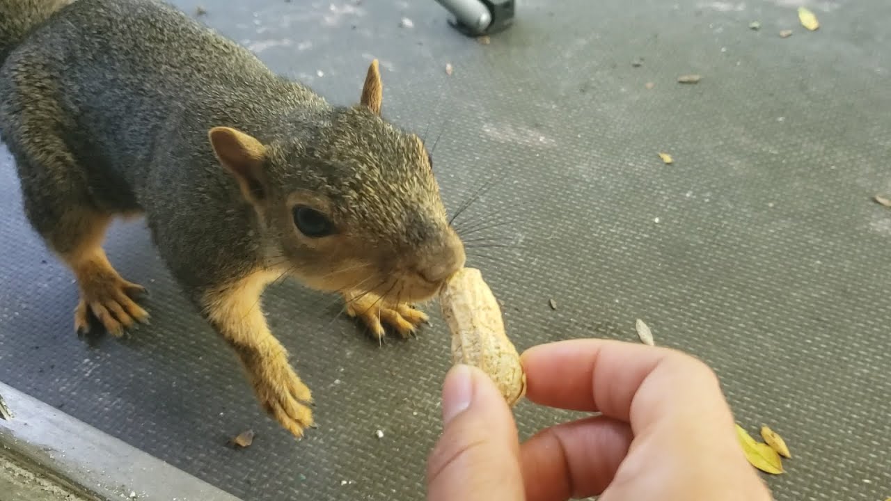 The squirrel hath returned :)