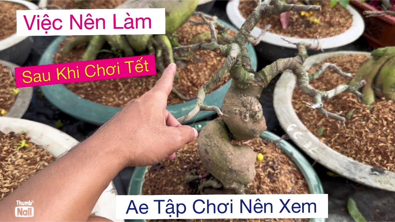 Việc cần làm sau khi cắt đôn,,0939191715 Vtnn vũ,,,,mai vàng lĩnh anh 