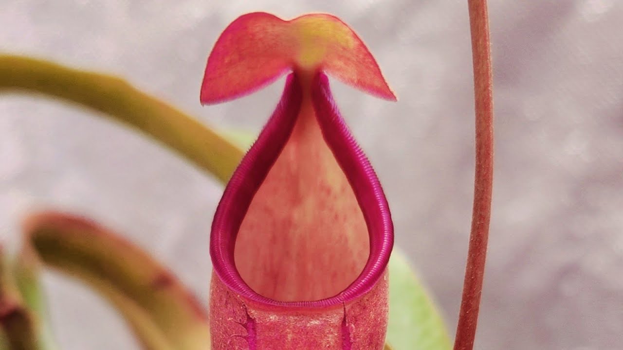 Nepenthes Rebecca Soper @TheSavageJungle